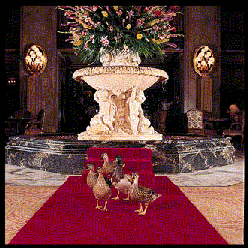The Peabody ducks on their red carpet