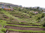 Terraces around Kodai