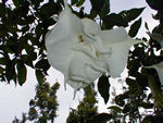 Another datura