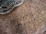 Shoe, only partly de-leeched, and leeches (all those brown things on the rock)