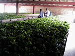 The bins have air forced through a channel on the bottom.  This reduces the moisture content of the leaves.  The place is cool and smells fresh.  This sort of withering is faster but produces lower quality tea than simply letting the leaves wither on tats.