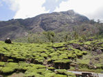 Tea plantation and hill