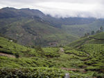 Tea plantations in the hills