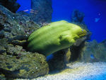 Moray eel at the aquarium