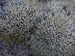 Frost on spiny plants