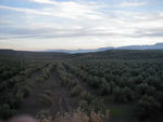 Olive trees, olive trees, and more olive trees