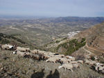 Sheep and olive trees
