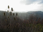 Teasel and Italy