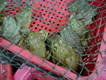 Bullfrogs in the market