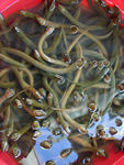 Eels in the market.  These babies wriggle like crazy and stick their heads up out of the water.  Can't wait to eat them.