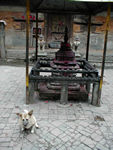 This ugly dog is of a shape which seems common in Kathmandu.  
