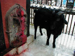 Ugrata Temple.  One is supposed to come here to help your eyes.  This is the ram that gored Monica.  I suppose if her eyes had been hurting, she would have at least temporarily forgotten about her eye pain.