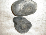 Ammonite from the Kali Gandaki outside Jomsom.