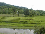 Rice growing