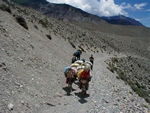 Mules on the trail to Eklai Bhati