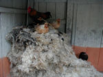 chickens with a cozy roost