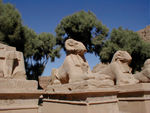 Karnak is more than a single temple.  It is a combination of sanctuaries, pylons, and obelisks, all dedicated to the gods - mainly Amun - and the pharaohs.  Ram-headed sphinxes line the entrance and an avenue of sphinxes connected Karnak to Luxor Temple.  We saw lines of sphinxes amidst houses in between the two temples.  