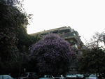 Beautiful flowering trees on a Zamalek street.  Zamalek is a large island in the Nile and home to many embassies and a few fancy hotels.  The air is cleaner than central Cairo, though that's not hard, the buildings are newer and cleaner.