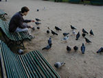 Feeding the birds