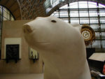 Polar bear head for Chris Wielga