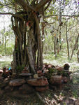 A tree with cairns and offerings hanging from its branches