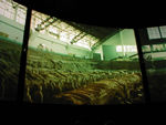 An introduction to the site was given in a movie in the round which featured lots of stabbing and galloping horses.  The soldiers are part of the burial accoutrements of the first sovereign emperor, Shih huang-ti of the Ch'in dynasty, who unified the empire, began construction of the Great Wall of China, and prepared for death by constructing a 20-square-mile funerary compound.  The soldiers were found by well diggers in the 1970s some 2,100 years after his death. 