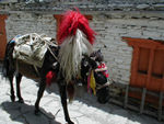 A mule in "fancy dress"