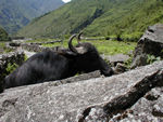 Yakish cow or cowish yak