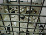 Most of the birds in the bird hospital were pigeons