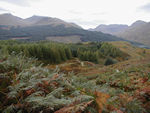 The Way outside Crianlarich as it runs through one of the "forests"