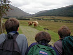 Highland cattle; Denver kids